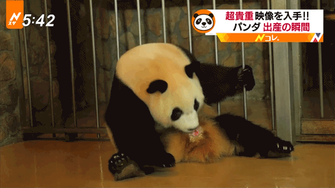 【4年ぶり】上野動物園のパンダ「シンシン」が双子を出産！