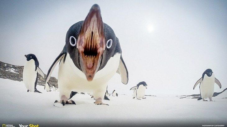 ペンギンに「“宇宙人の可能性”」が浮上W　ペンギンの糞から金星の大気中にある化学物質と同じものが発見される