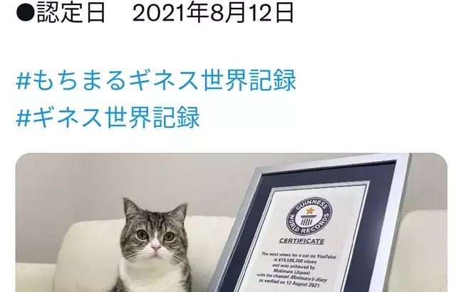 「猫のもちまる日記」が YouTubeで最も視聴された猫 としてギネスに認定される！