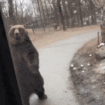 ロシアでボクサーが熊に襲われるも返り討ちで一匹仕留める