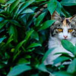 【悲報】日本人さん、「猫に癒しを求める人」ほど「病んでいる」ことが判明してしまう・・・