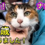 【朗報】25歳の猫さん、26歳を迎える