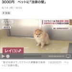日本に犬を連れて来たウクライナ難民さん「こんなことになるなら母国で犬と一緒に死ぬべきだった・・・。」