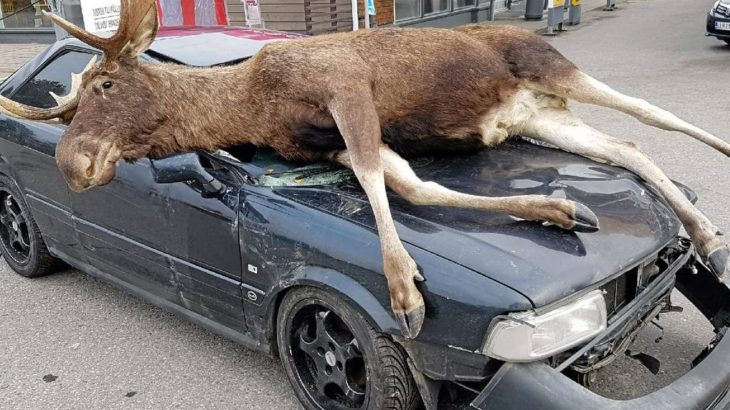 【シカとぶつかった】北海道・白老町で鹿と衝突した車が炎上