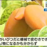 【画像あり】宮城県で奇形、変形している柿が大量発生　お尻やおち〇〇んのような柿もｗｗｗｗｗｗ