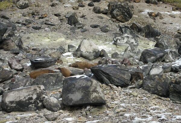 【九尾の狐伝説】殺生石の周りでイノシシ８頭の死骸が見つかる！