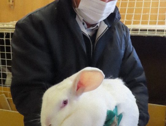 秋田県大仙市「みんな、ジャンボウサギは美味しいから食べに来てね」